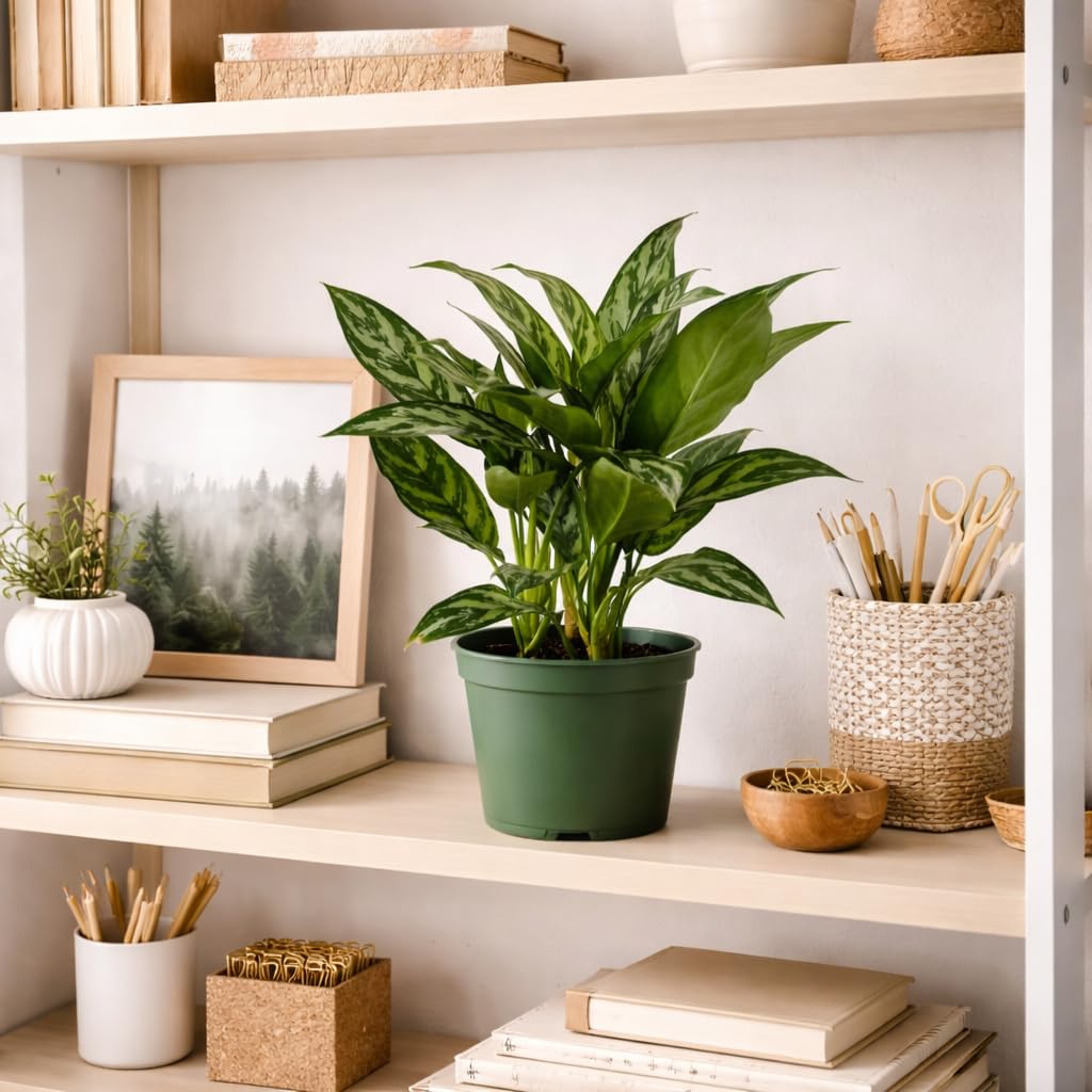 Aglaonema Tigress Live Indoor Plant in 6 Inch Grow Pot, Chinese Evergreen Houseplant, Tropical Foliage Plant for Home or Office