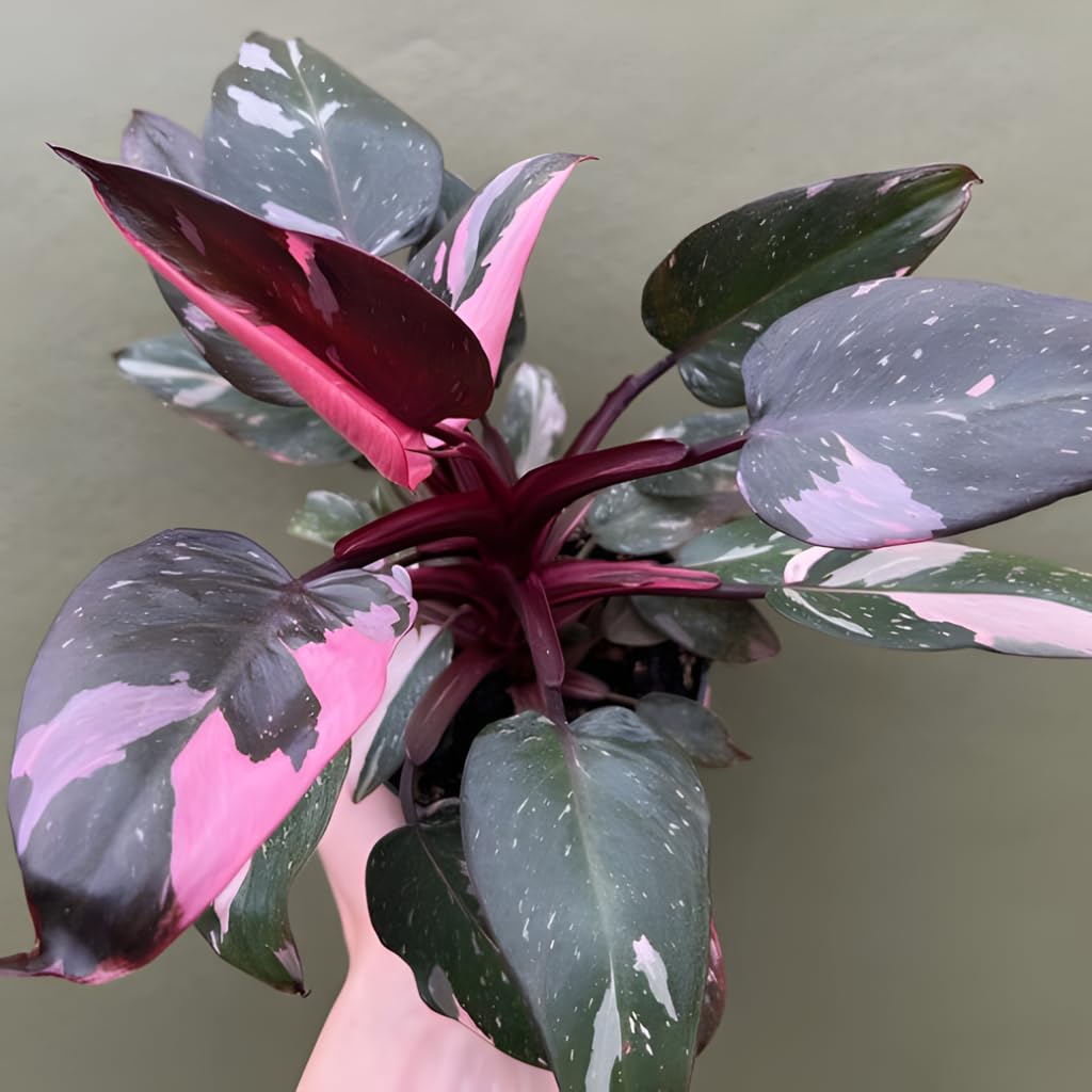 Pink Princess Philodendron Live Plant | Easy Plants Live Houseplants with 4 Inch Pot | Philodendron Pink Princess Plant for Indoor Home & Office