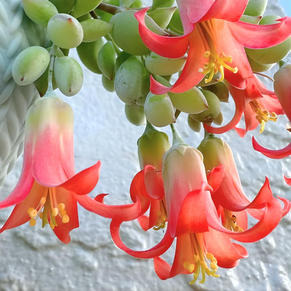Cotyledon Pendens Succulent Plant Live | 2 Inch Pot Rare Trailing Variety Houseplant for Indoor Growing and Collections