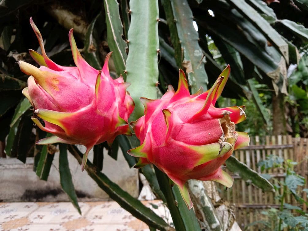 50 PCS Seeds Pitaya Bonsai Tree Plants Dragon Fruit Garden Red Meat Pitaya Seeds Heirloom
