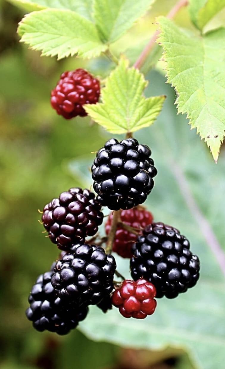 Boysenberry Plants - Pack of 2 (Two) - Mix Between Raspberry BlackBerry Loganberry Dewberry Plants for Planting - 4-6 inch Starter Plants - Fruit Tree Live Plant