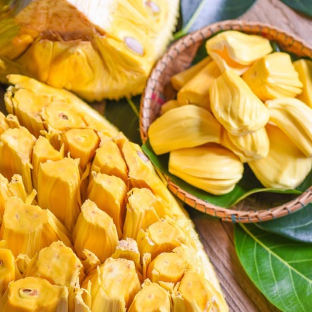 Live Jackfruit Tree Plant High Yield,1 Year Old Potted, 8-14" Tall, Sweet Tropical Fruit for Outdoor Gardens