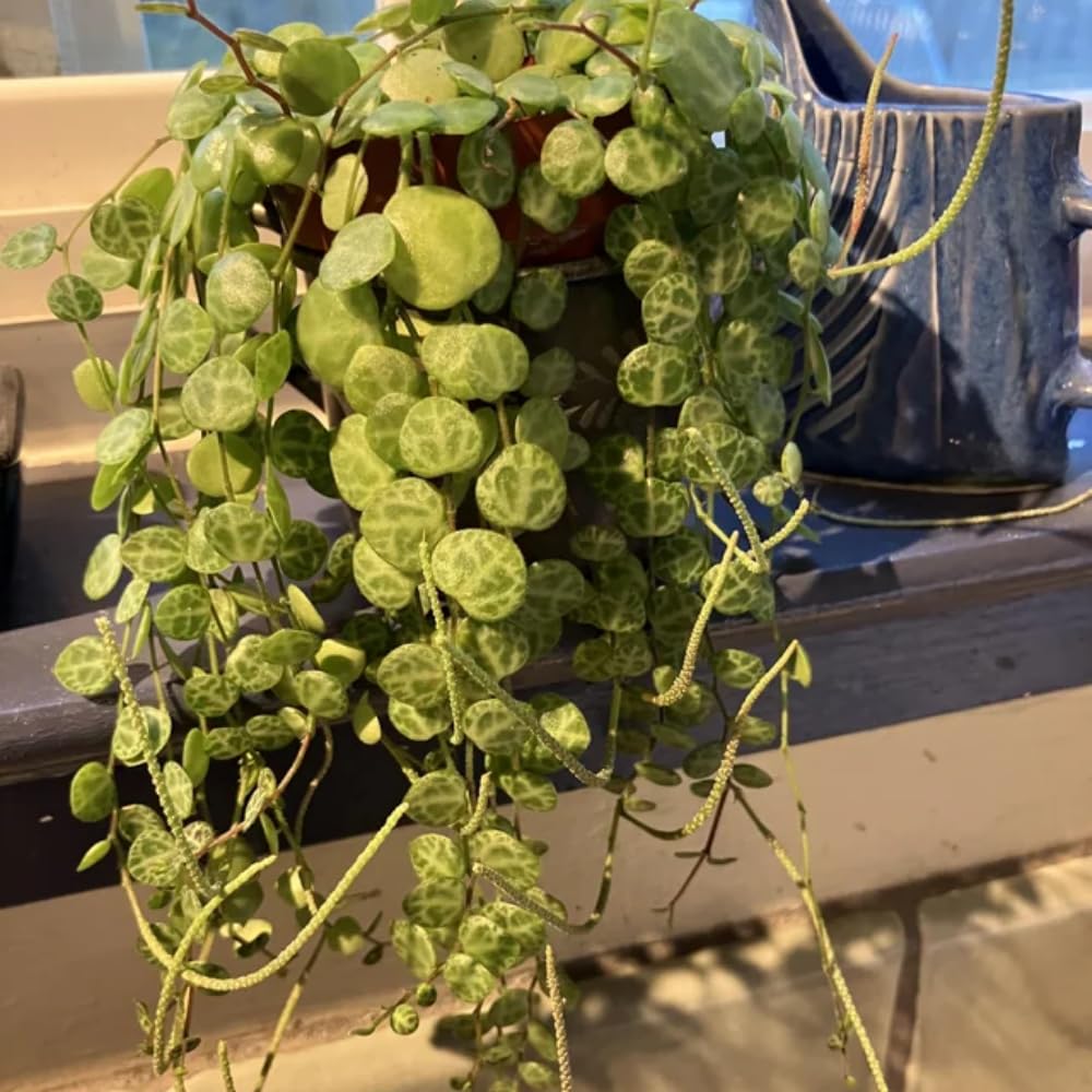 String of Turtles Live Plant 2 Inch Pot, Peperomia Trailing Houseplant, Mini Indoor Plant for Terrariums, Shelves, or Small Planters