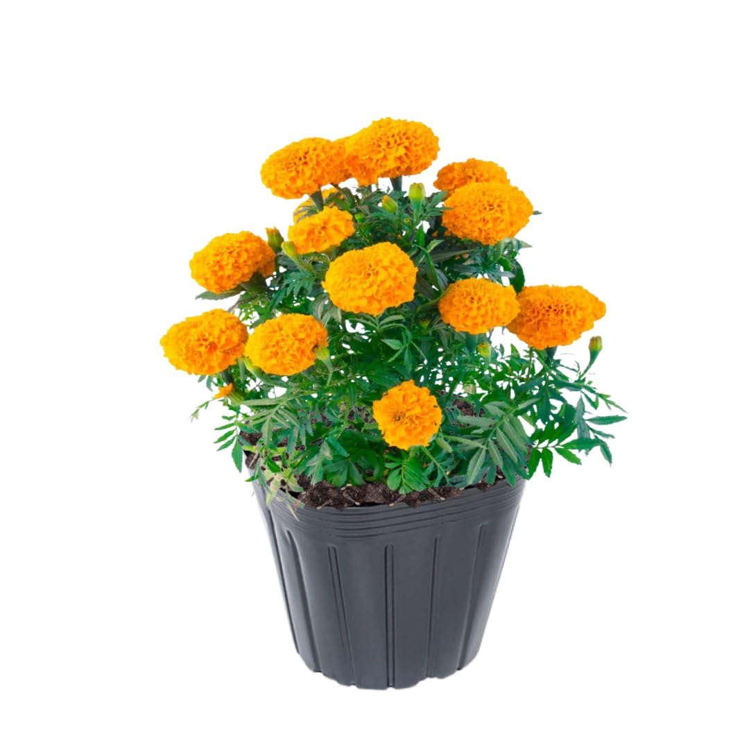 2 Live Marigold Plants for Outside, Orange Marigold Live Plants No Pot Perennial Blooming Flower Gardening, Zone 2 to 11