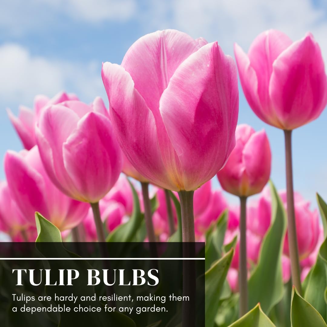 Mixed Color Tulip Bulbs for Planting - Easy to Grow Perennial Tulips, Top Size Bulbs (20 Bulbs)