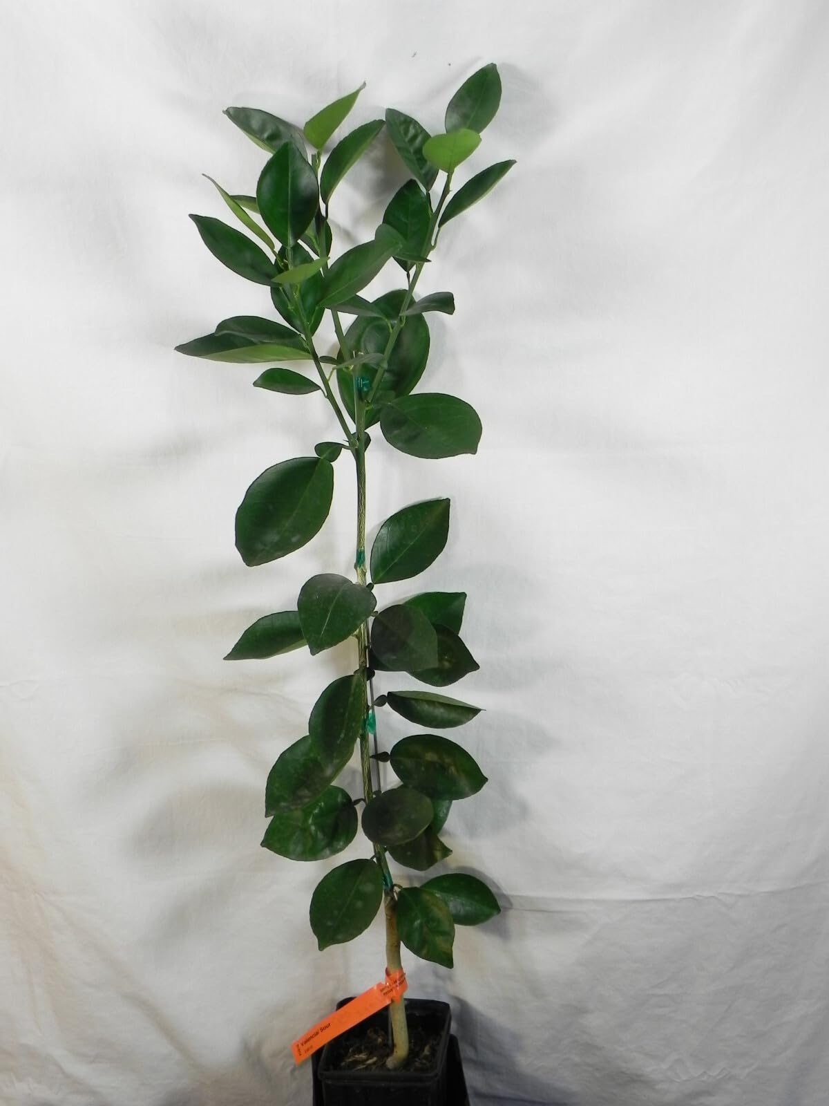 Live Plant - Valencia Orange Tree - 26-30" Tall - Live Citrus Plant - Grafted - Gallon Pot