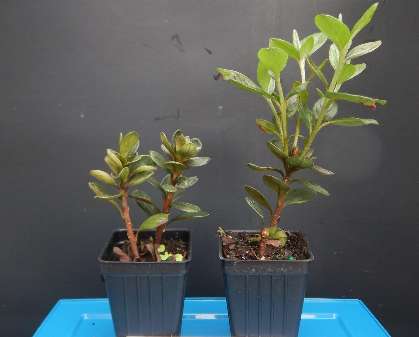 Live Plant - Encore Autumn Fireazalea Deciduous Well Rooted Starter Plantdeepest Red!