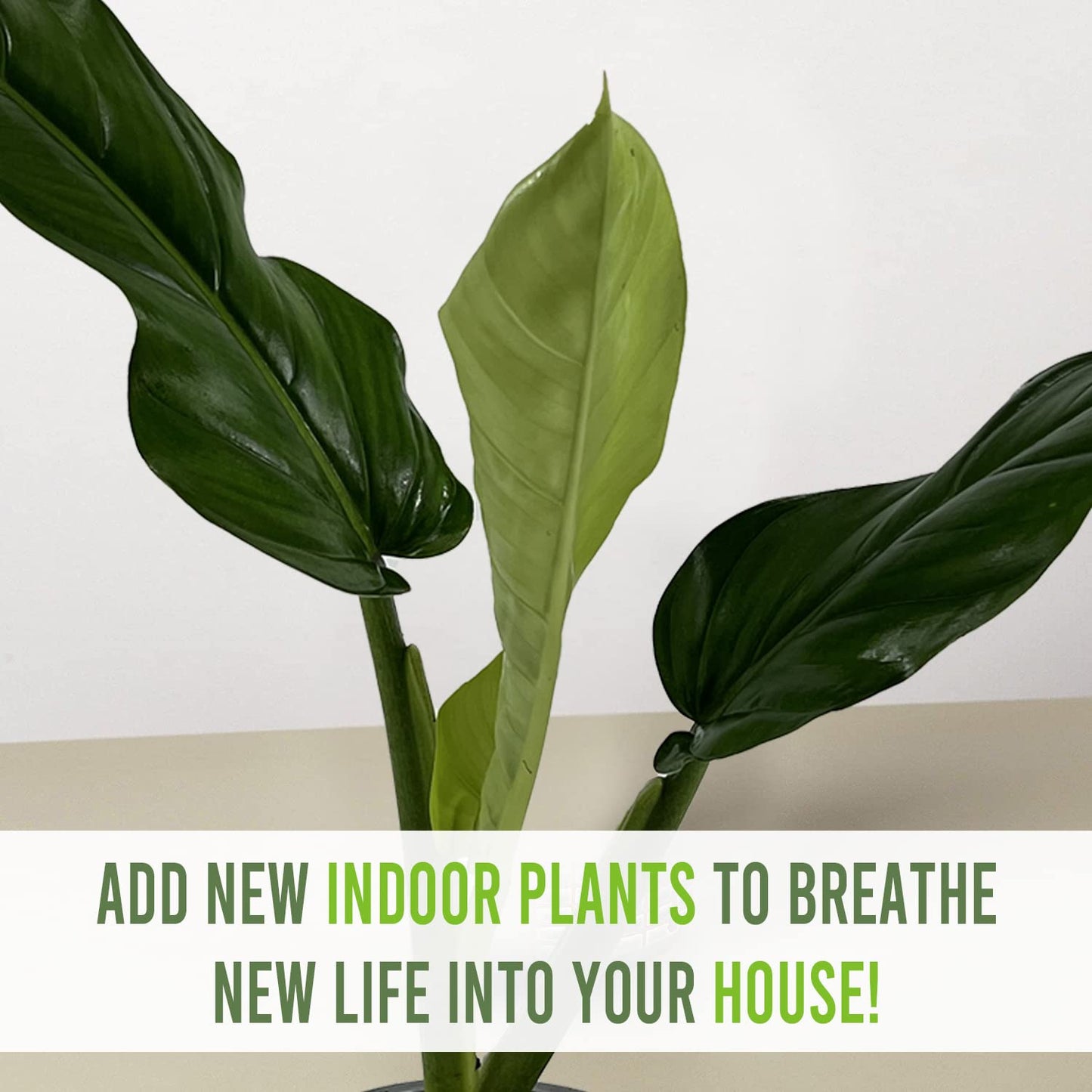 LEAL PLANTS ECUADOR Philodendron Lehmannii (Pack of 2)| Vibrant Live Indoor Plant | Heart-Shaped Elephant Ear Foliage | Air-Purifying Houseplant | Perfect Tropical Touch for Home Décor