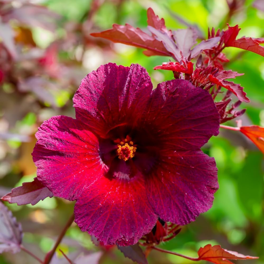 2 Cranberry Hibiscus Plants Live, 4-7 Inches Tall, Edible Foliage Plant, Red Burgundy Hibiscus Flowers