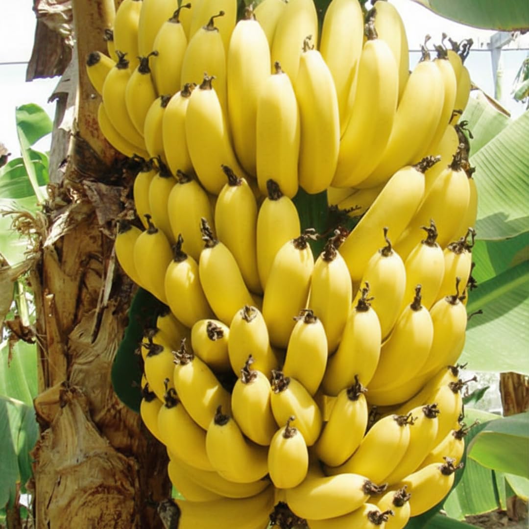 Banana Plant Live, Dwarf Cavendish Banana Tree Live Plant, Hardy Banana Fruit Seedling 4 to 8 Inch Tall, Indoor Outdoor