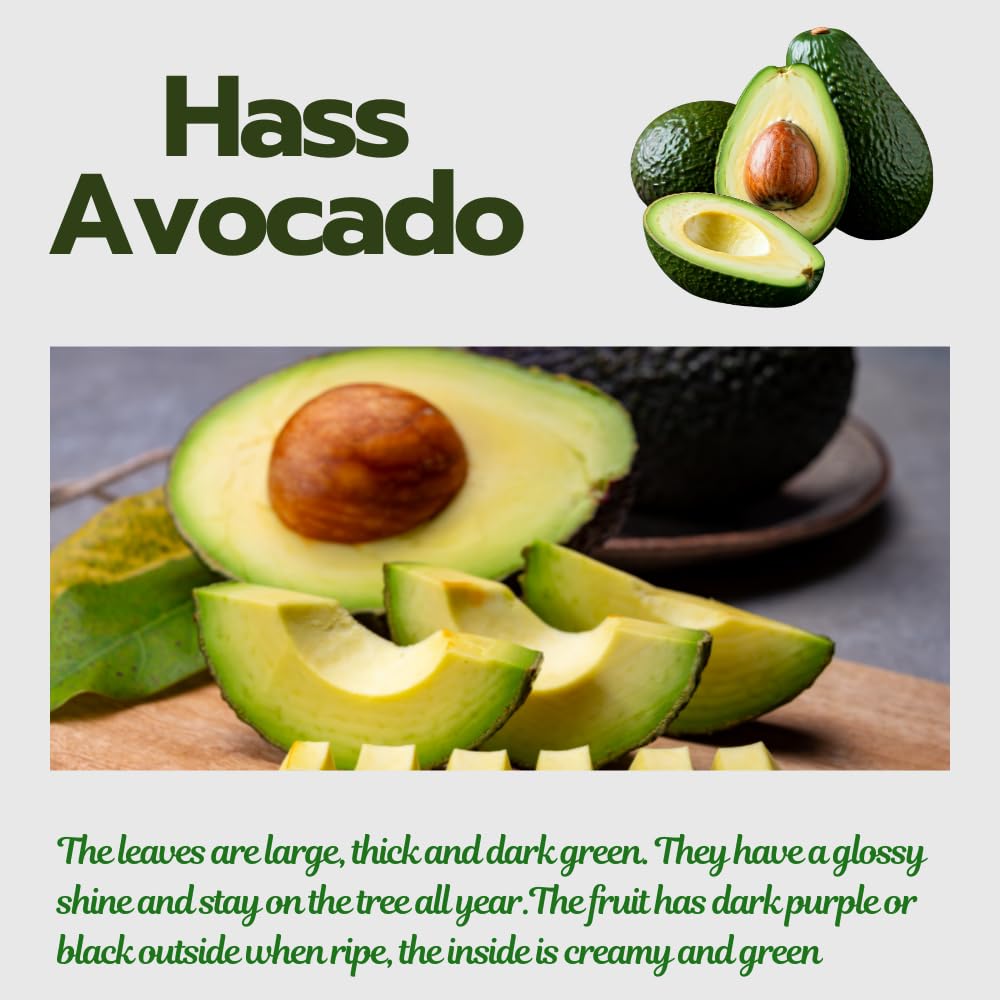 HASS Avocado Trees Live Plants in 3 Gallon Pot, Cold Hardy Fruit Tree, 1-2 Feet Tall, Ready for Planting, No Ship to CA