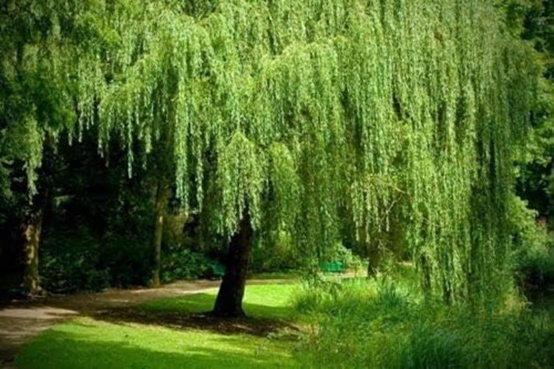 2 Weeping Willow Tree Cuttings for Planting - Fast Growing and Iconic Weeping Canopy. Great Yard or Landscape Tree, Memorial Tree