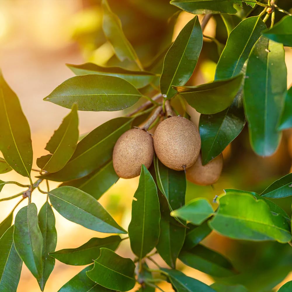 5Pcs Sapote Seeds for Planting, Tropical Sapodilla Seeds to Grow