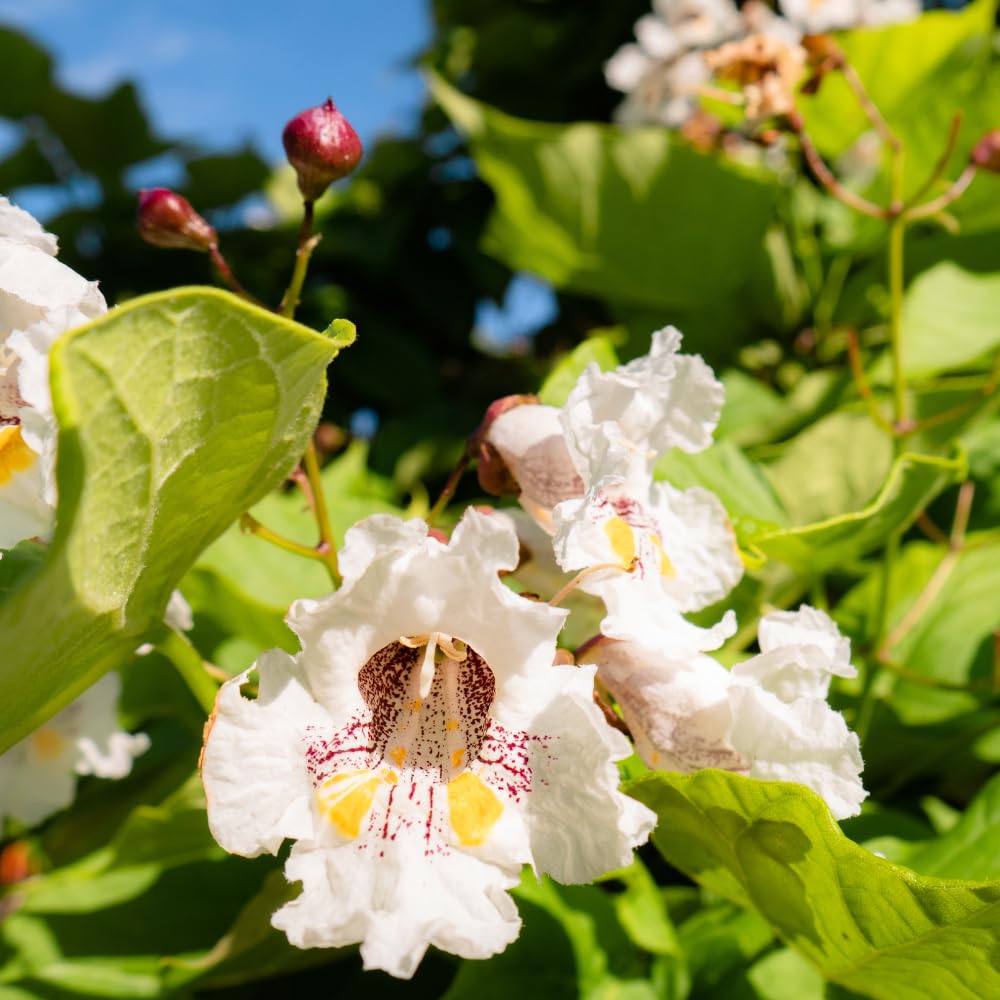 10 Catalpa Tree Plant Live – Catalpa Native Seedlings 1–2 Feet Tall | Easy to Grow Outdoor Trees for Backyard Shade & Wildlife Habitat | Dormant Plant