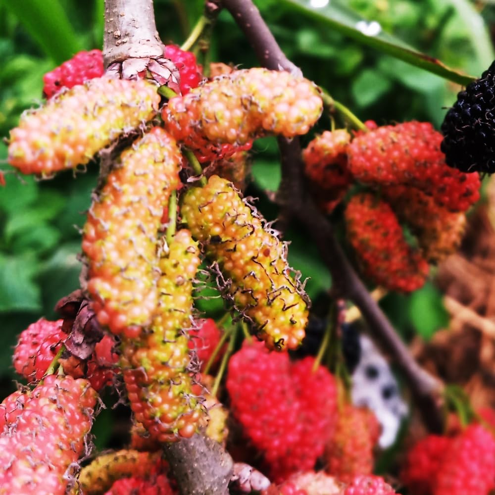 Mulberry Tree Live Plant, Mulberry Plant Seedlings from 6 to 8 Inch Tall, Sweet and Edible Mulberries for Patio and Garden (Red)