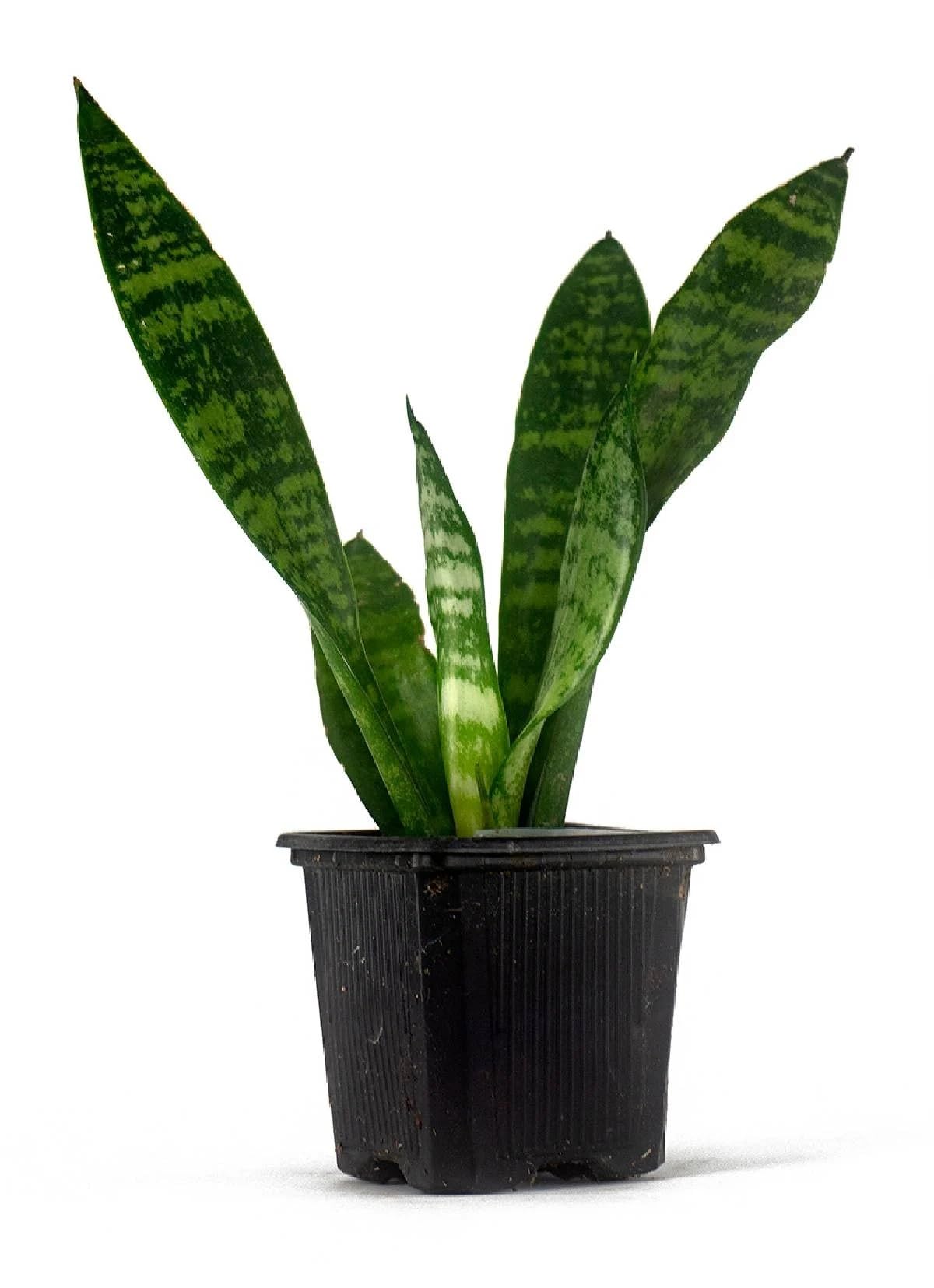 Josh's Frogs Sansevieria spp. 'Snake Plant' - Grower's Choice (2" Pot)