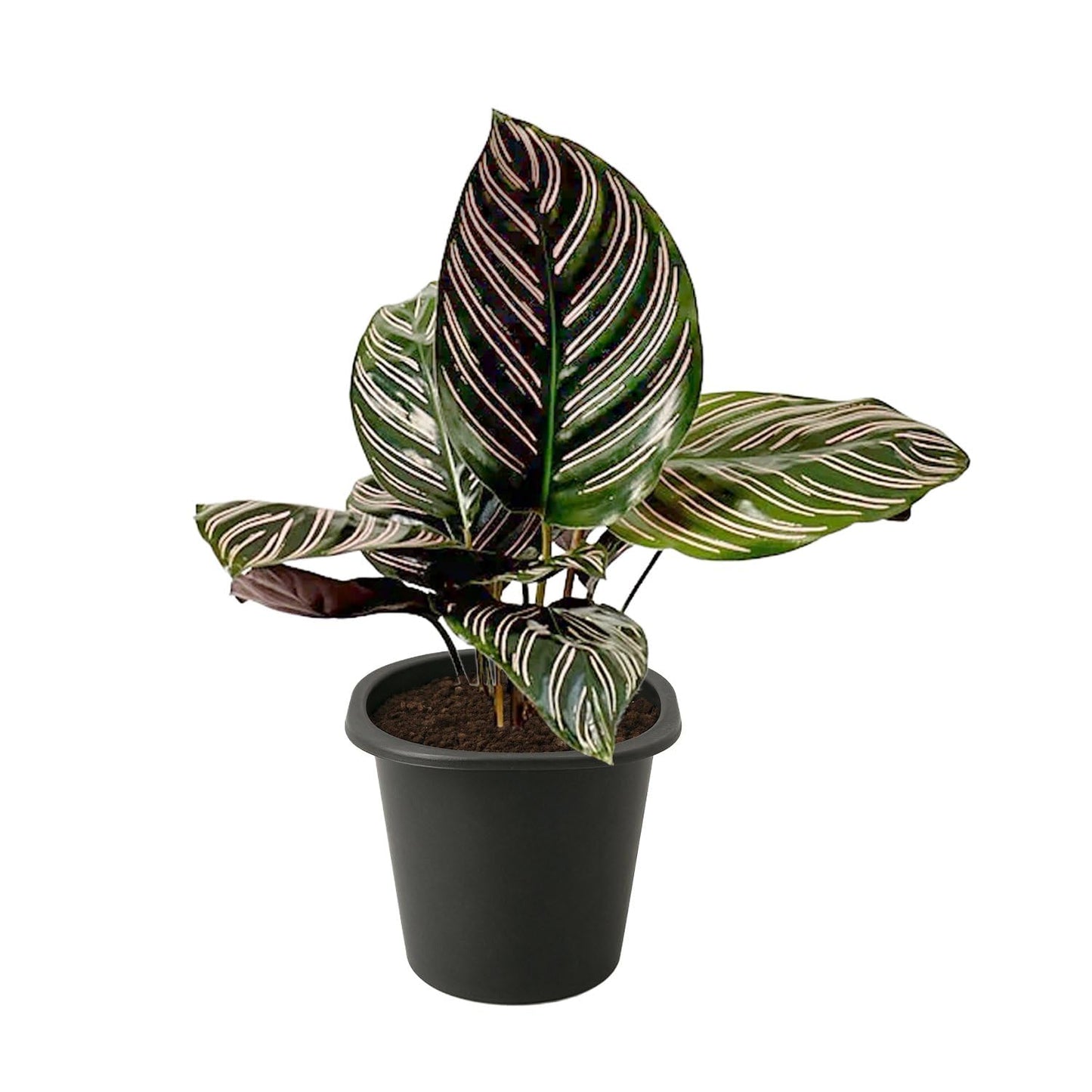 Pinstripe Calathea - 2 Live Starter Plants - Calathea Ornata - Beautiful Easy Care Vining Indoor Houseplant