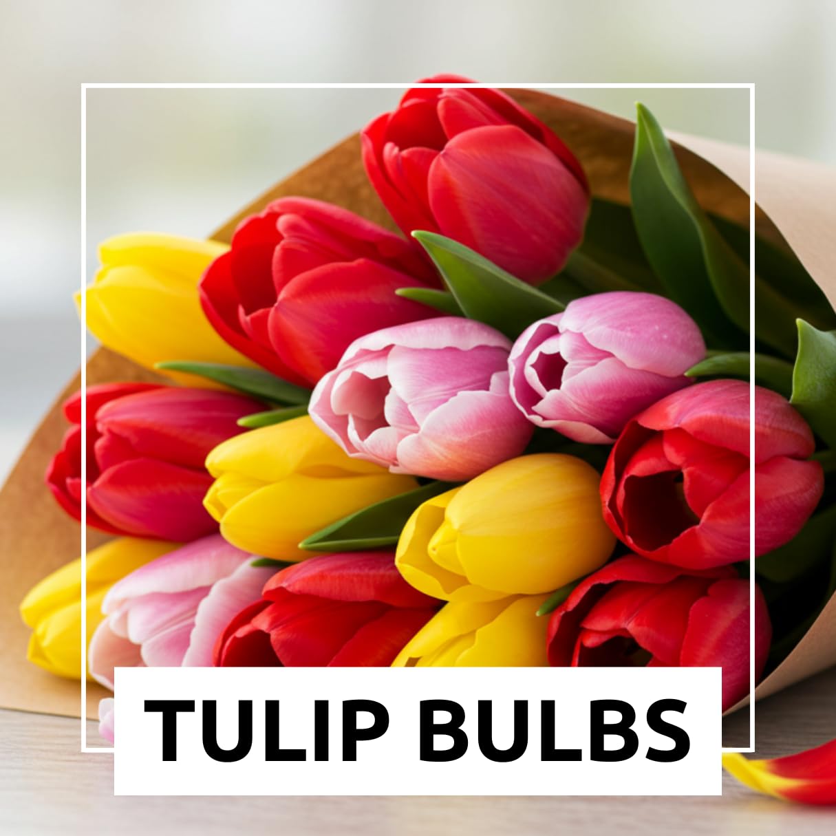 Mixed Color Tulip Bulbs for Planting - Easy to Grow Perennial Tulips, Top Size Bulbs (20 Bulbs)