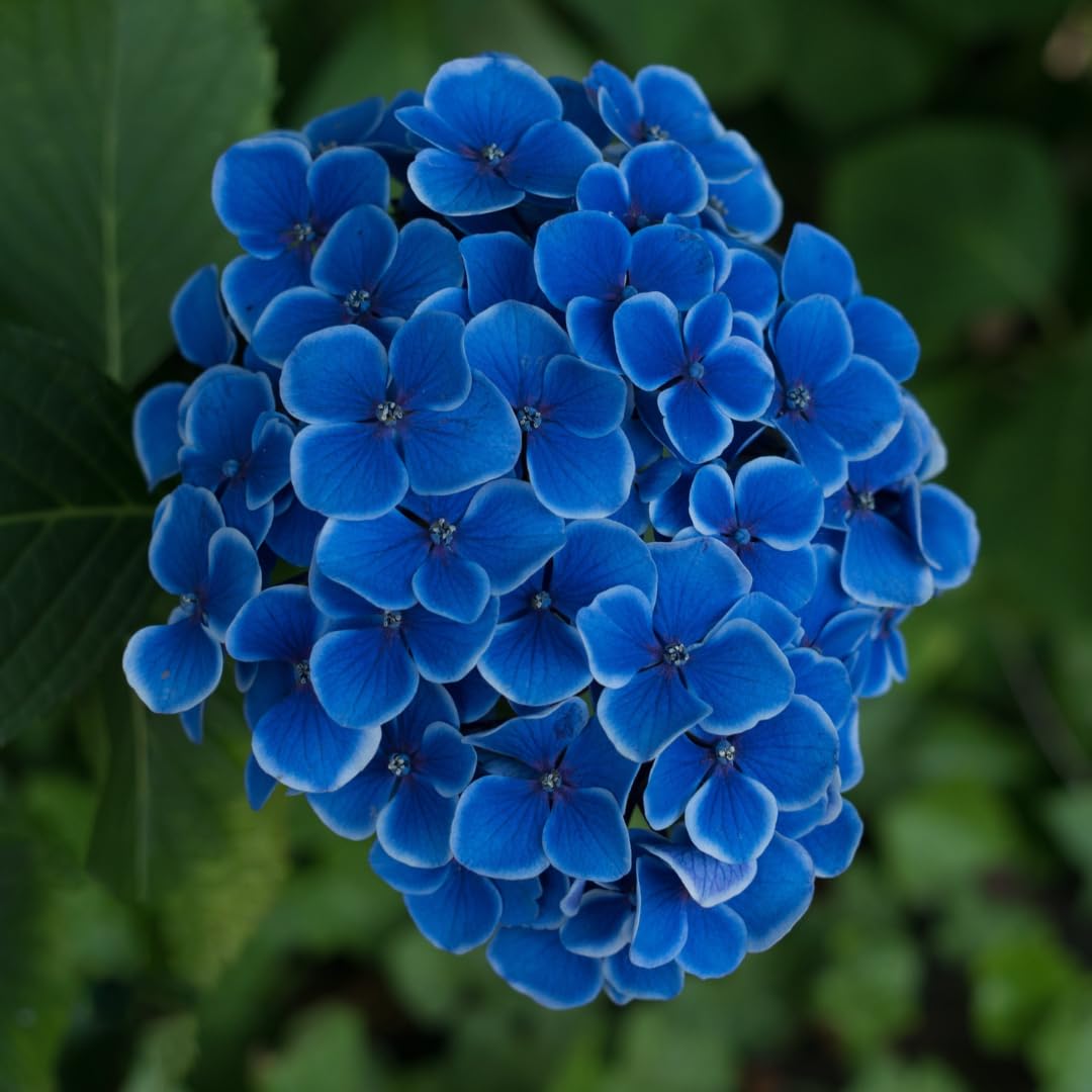 Hydrangea Tree Plants Live in Pot, 5-11" in Tall, Change Color Perennial Planting Indoor Outdoor, Long Lasting Blooms Flower (Blue to Pink)