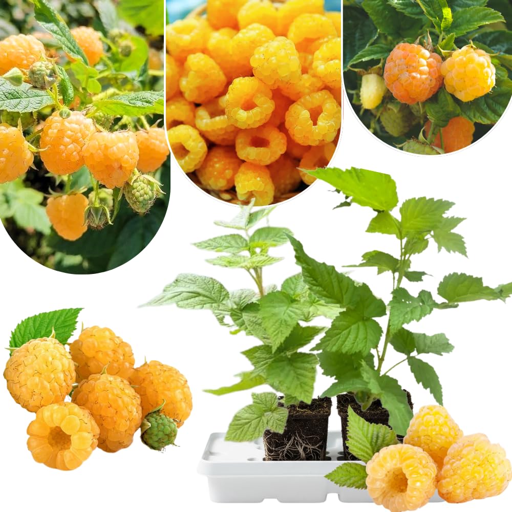 2 Fall Gold Raspberry Plants Live, Sweet Raspberry Bush Shrub to Grow, Well-Rooted 4-8" in Tall, Cold Hardy