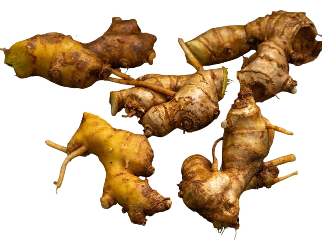 Pack of 5 Ginger Shampoo Rhizomes Hawaiian Shampoo Ginger Awapuhi Zingiber Zerumbet Tubers Red Lily Gingers Bulbs