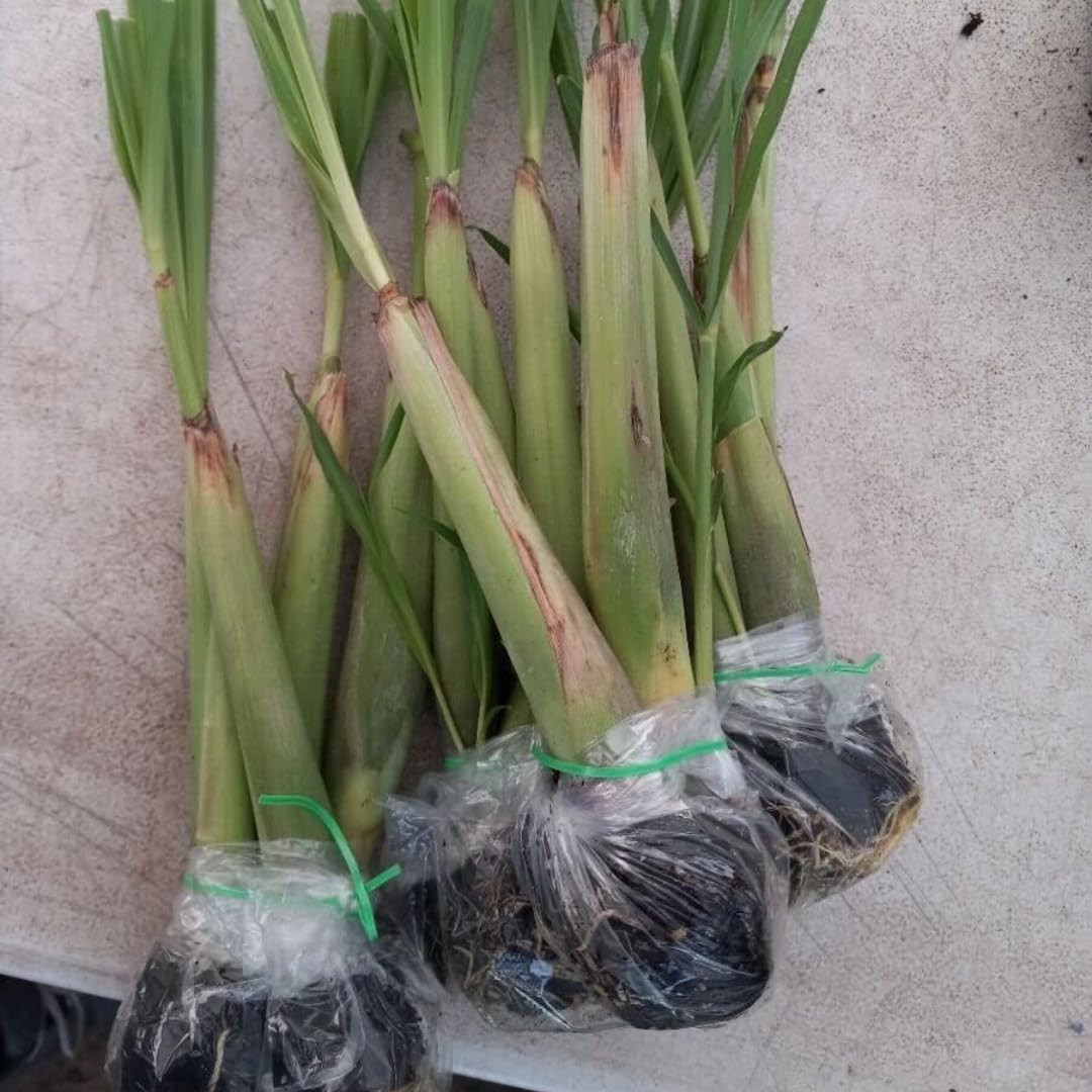 10 Large Lemon Grass Stalks Plants for Outside Live, Bare Root Lemongrass Plants Live Fresh Well-Rooted, Lemongrass Herb Plants, No Pot