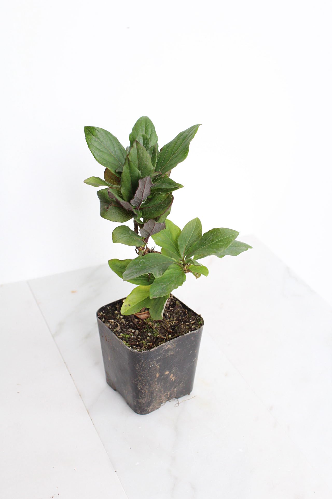 MyShelfie Purple Honeysuckle Vine Plant Fragrant Purple Flower (Lonicera Japonica Purpurea), Live Starter Plant with Purple Leaves, 2-Inch Pot