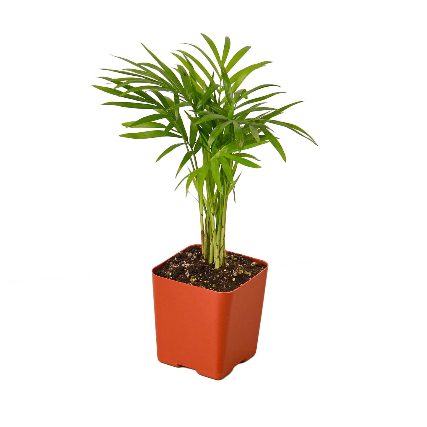 Parlor Palm Live Indoor Plant | Neanthebella Live Plant | Air Purifying Plant | Ship from CA in Nursey Pot | PET Friendly (Small Plant, 2" Pot)