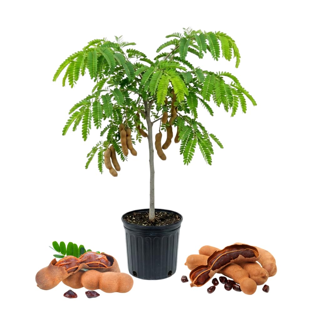 Tamarind Tree Live Plant, Sweet Tamarind Plant Live, Well Rooted 3 Feet Tall, 3 Gallon Pot, Tropical Fruit Tree for Patio and Garden