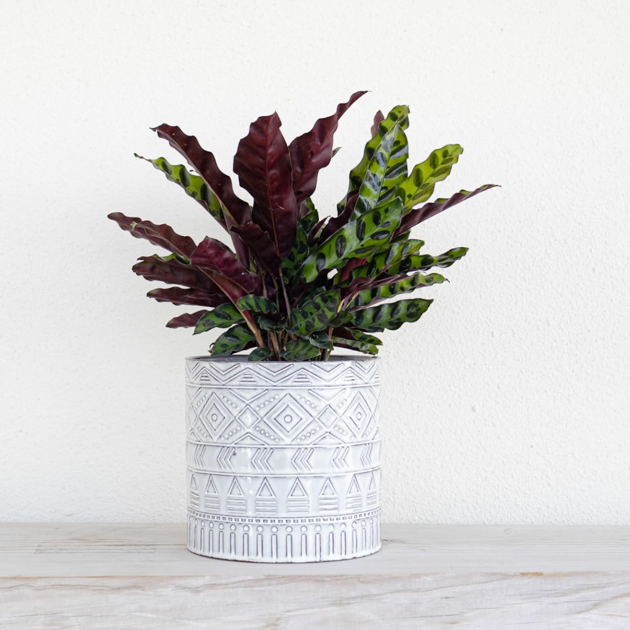 U UNITED NURSERY Live Calathea Rattlesnake Prayer Plant Goeppertia insignis Easy Care Plant Shipped in 6 inch Grower Pot