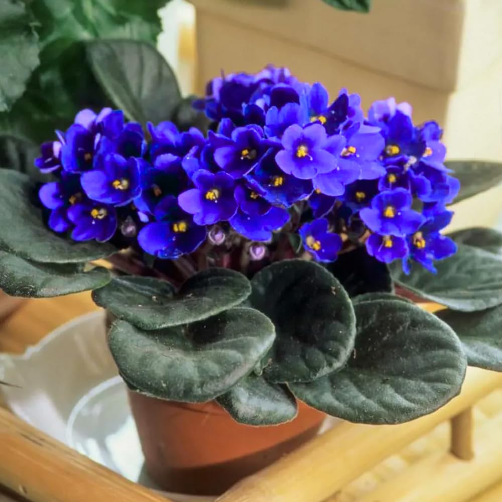 African Violet Live Plant Houseplant in 4" Pot, Blooming Indoor Plant for Home or Office with Vibrant Flowers (Blue African Violet)