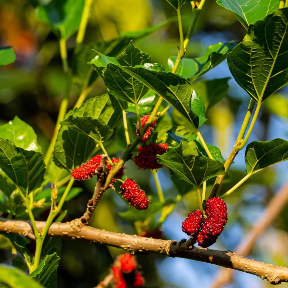Red Mulberry Tree for Planting 4 to 8 Inch Tall, Mulberry Live Plant Outdoor, Mulberry Fruits