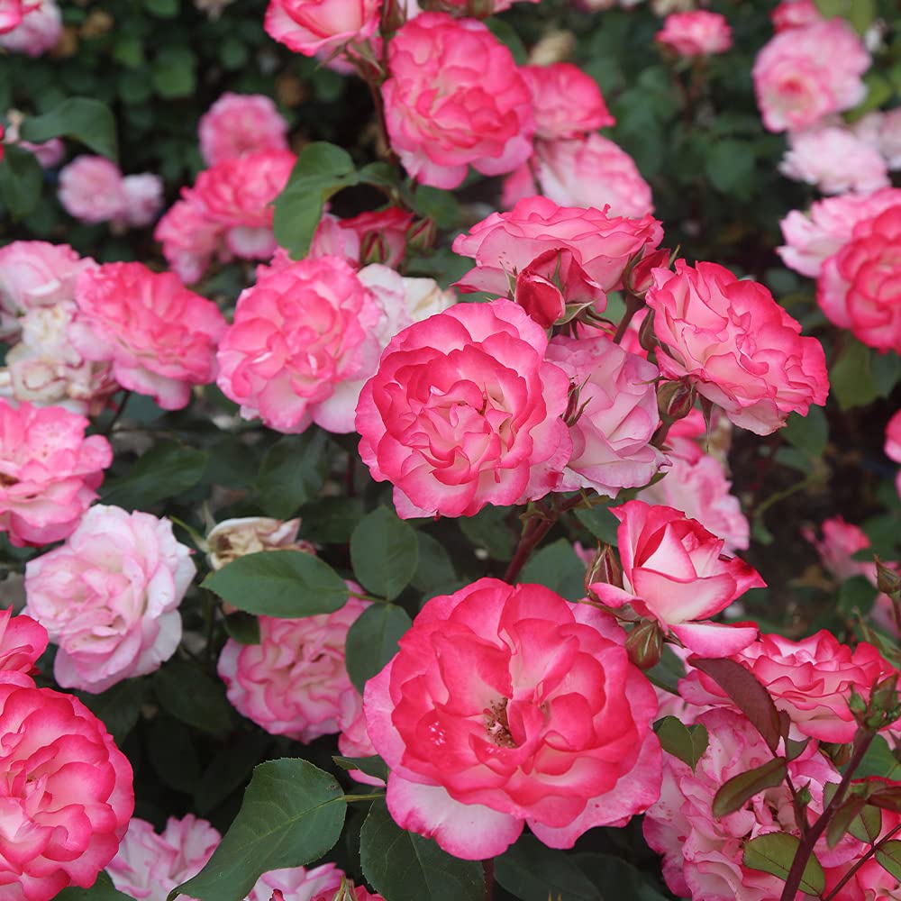 Heirloom Floribunda Roses, Live Own Root Plant for Outdoor Garden, Nicole®, Lightly Fragrant, Hardiness Zones: 6-10, Continual Blooming