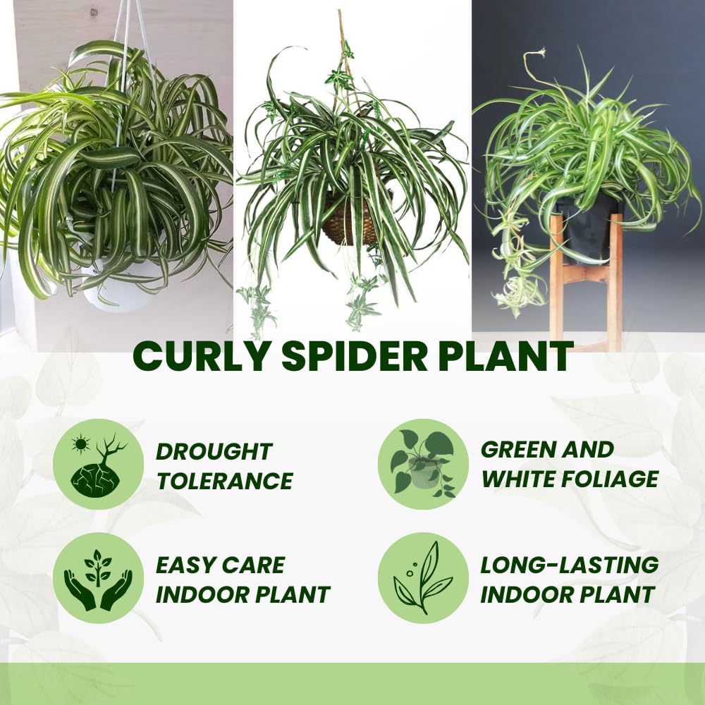 Curly Spider Plant, Spider Plant Live Houseplant, Well Rooted in 2 Inc Pot, 3-5 Inc Tall, Variegated Foliage, Easy Care Houseplant for Home and Office Decoration