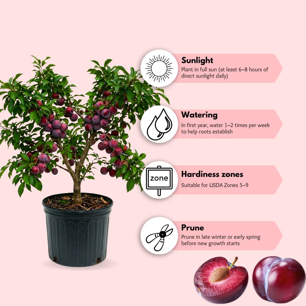 Methley Plum Tree Live Plant, Red Plum Plant Live, Well Rooted, 3 Feet Tall, Sweet Plum Tree for Outdoor Planting, No Ship to CA