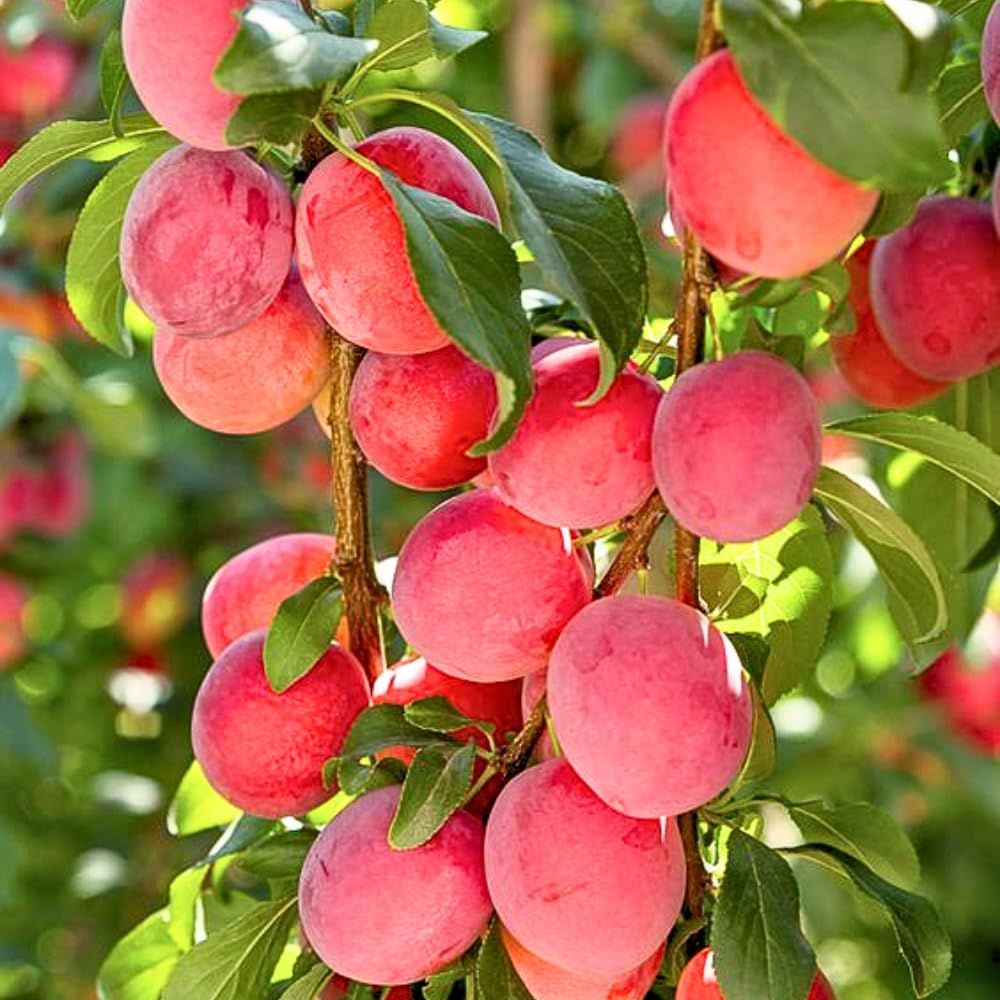 Plum Tree, Plum Live Plant, Sweet Fruit Plant, Live Fruit Tree for Outdoor Planting, 3 Feet Tall in 3 Gallon Pot, No Ship to CA (Red)