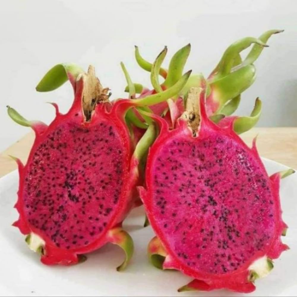 2 Baby Dragon Fruit Tree Live Plant, 4 to 7 Inc, Live Dragon Fruit Plant, Sweet Fruit Plant Outdoor Garden