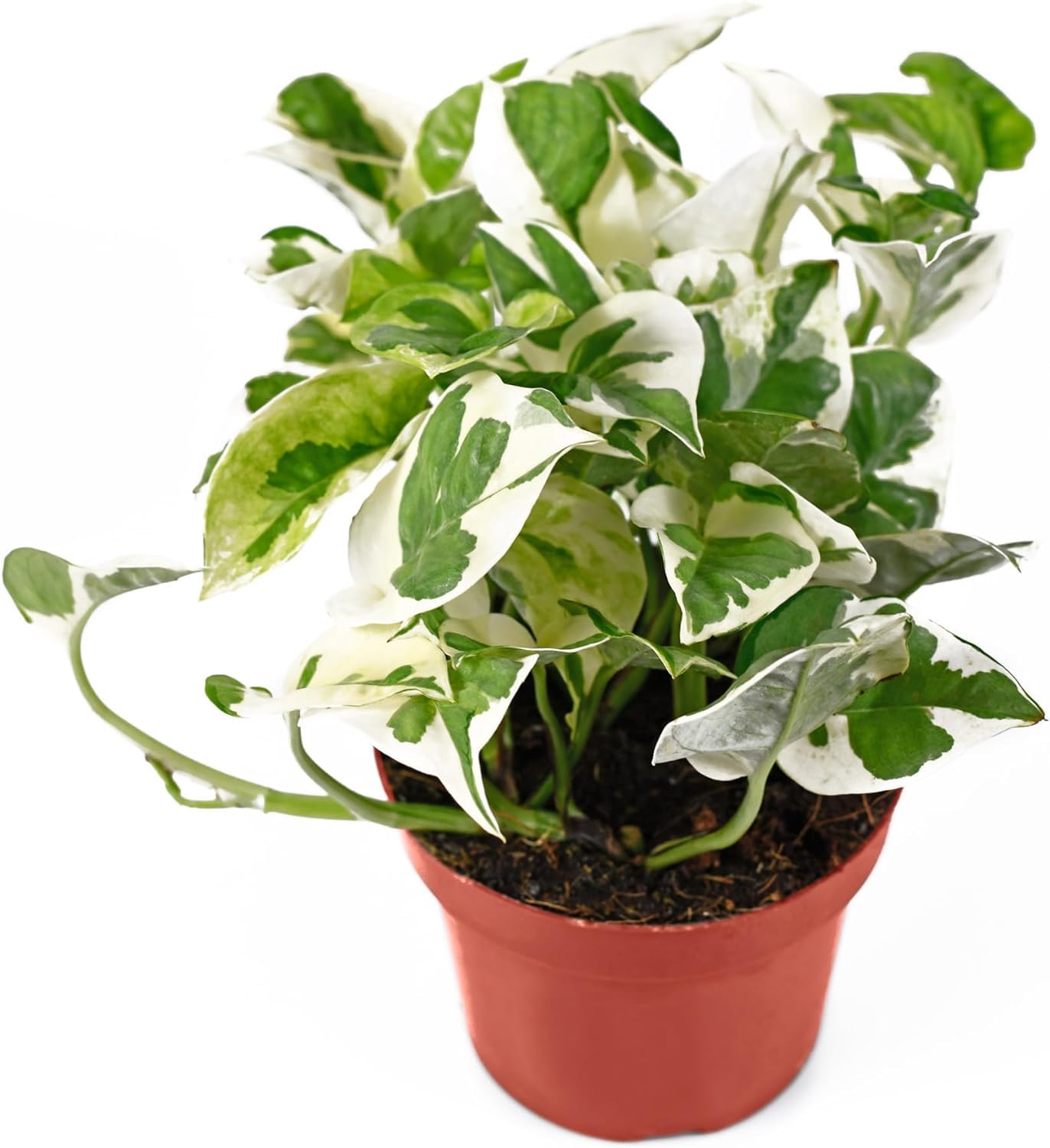 Live Tropical Pothos Plant (Pearls & Jade) - Easy to Care for - Perfect for Indoor and Outdoor Home Decor, Office and Gift - in 3-inch Pot, NO Shipping to CA