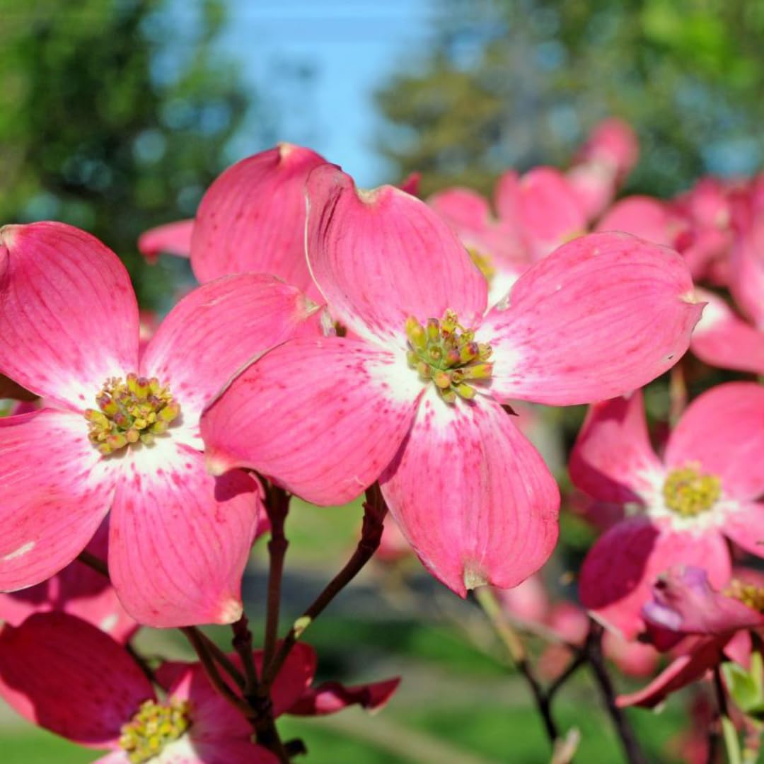 Pink Dogwood Tree Live Plant in 2.5" Pot, Well Rooted 6-12" Pink Flowering Dogwood Tree Plant Live, Dormant for Planting