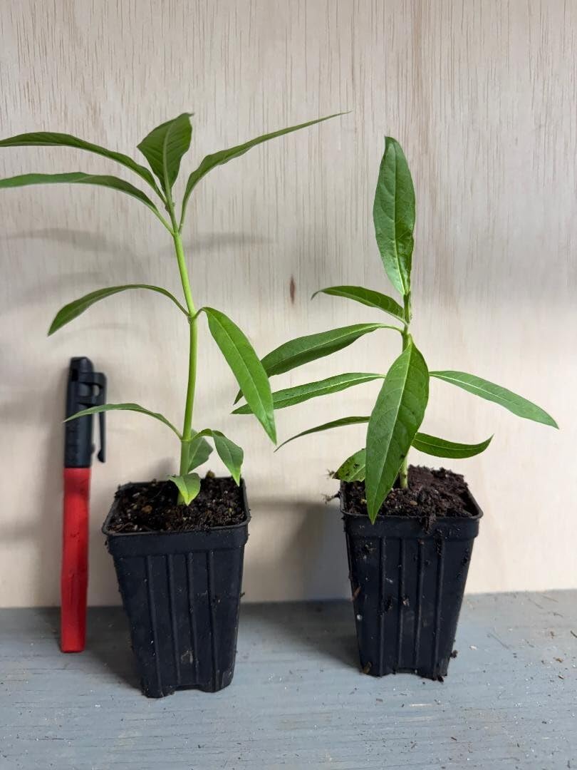 Live Plant - Yellow Milkweed Asclepias Curassavica Small Starter Plant Butterfly Plant!