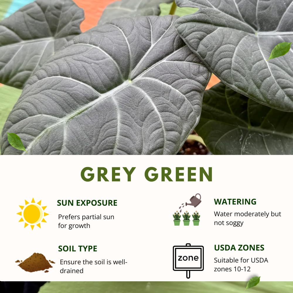 Alocasia Live Plant, Tropical Plant for Gift or Home Office Decor, Air Purifying, Rare Alocasia Plant Indoor from 2 to 4 Inches Tall (Grey Green)
