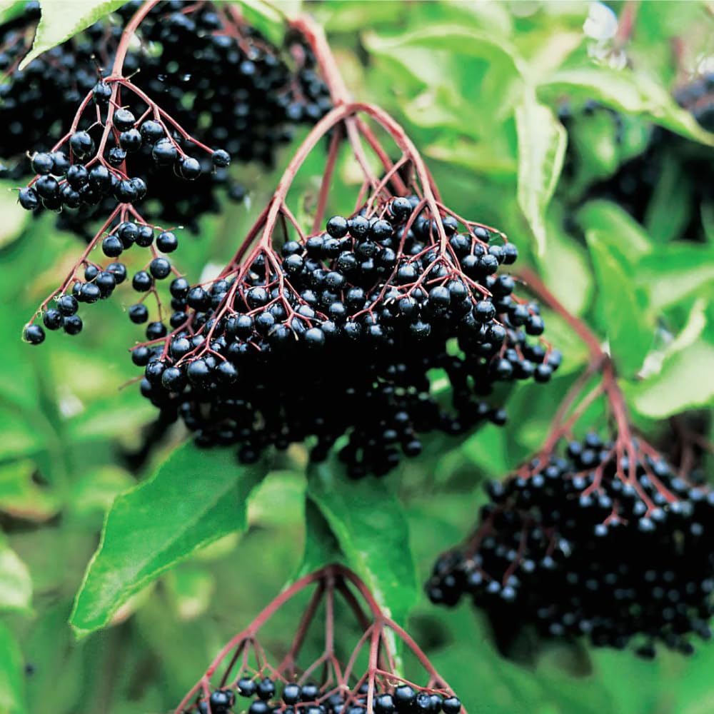 Set 2 American Elderberry Plants Live, 6-12 Inch Tall, American Elderberry Bush, Hardy Elderberries Trees