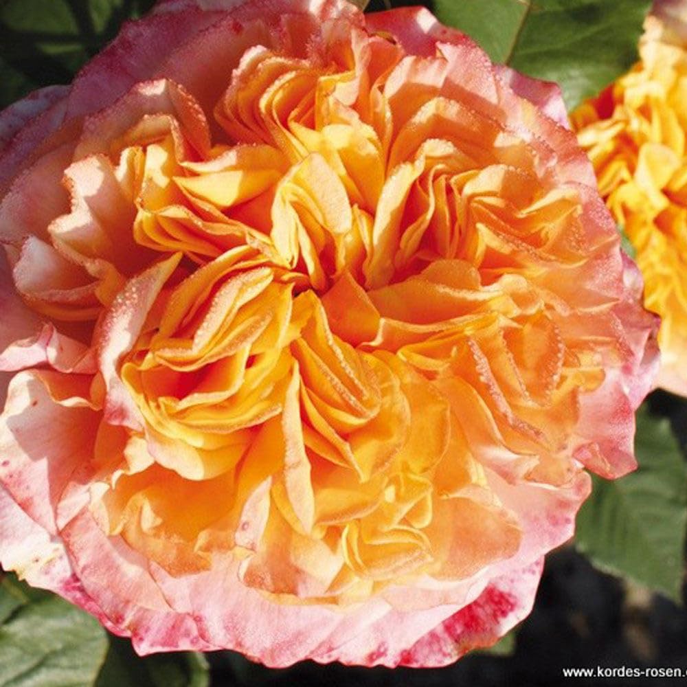 Crazy Love Rose 1.5 Gallon Potted, Own Root Live Plant, Orange Flowers Heavy Reblooming Floribunda, Stargazer Perennials