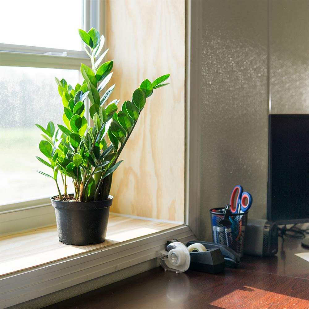 Perfect Plants ZZ Plant 6in. in Midnight Blue Décor Pot | Zamioculcas Zamiifolia | Easy Care Houseplant | Perfect for Moderate to Bright Light Conditions