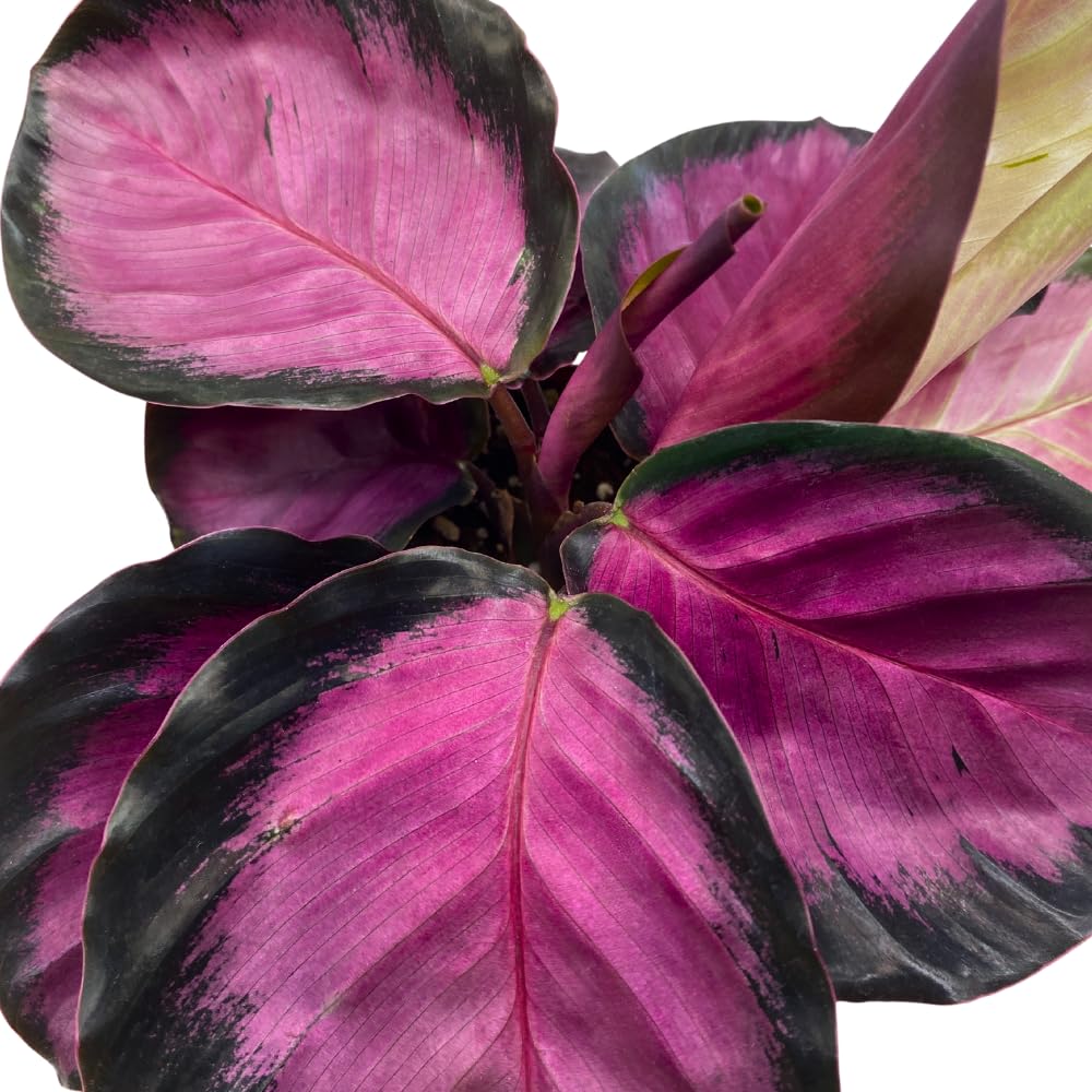 BubbleBlooms Calathea Rosie, in 4 inch Pot, Pink Picturata, Hot Pink Roseopicta, Rosey Pink Star, Rosy Prayer Plant