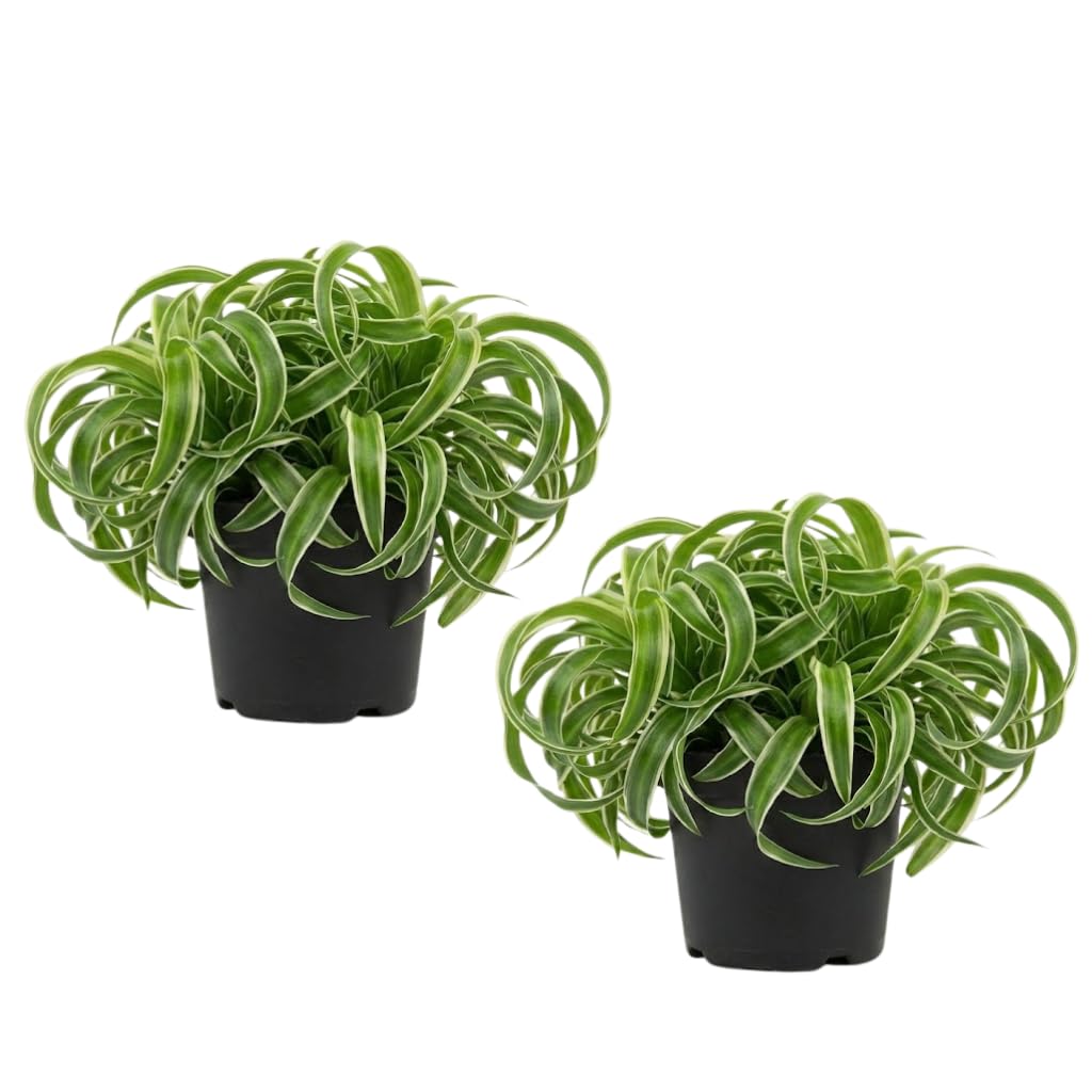 2 Curly Spider Plant Live in 4 Inch Pot, Live Spider Plants Indoor, Air-Purifying, Low Maintenance, Perfect for Home and Office Décor, Easy Care Starter Plants