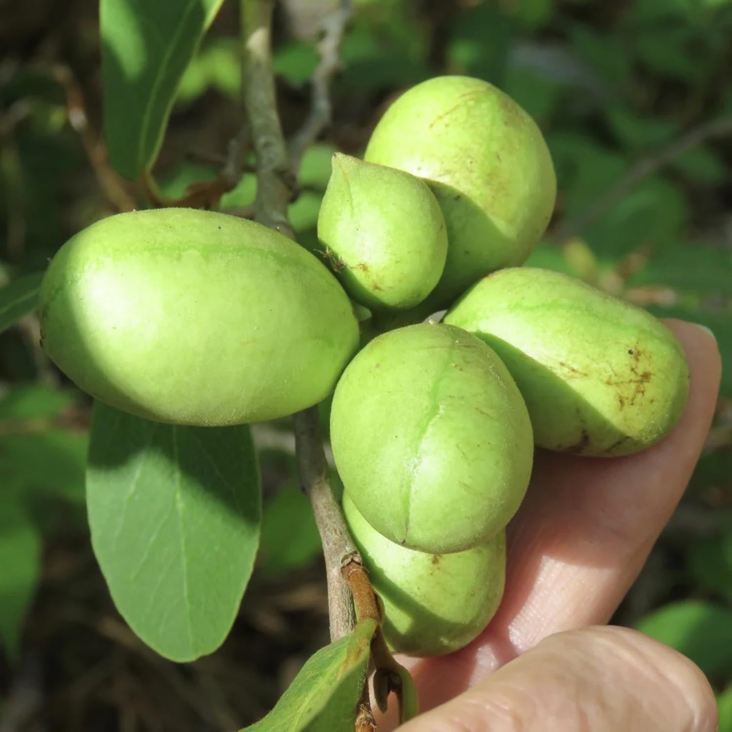 2 Pots Pawpaw Trees Live Plants, 7-13 Inches Height, in Quart Pots, Cold Hardy Paw Paw Fruit Trees for Planting