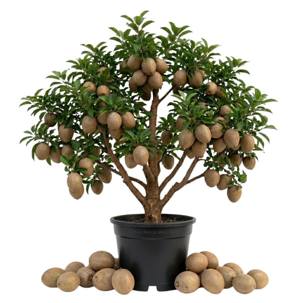 Sapodilla Tree Live 2 to 3 Feet Tall, Sapote Fruit Tree Plant for Growing, 3 Gallon Pot, No Ship to CA
