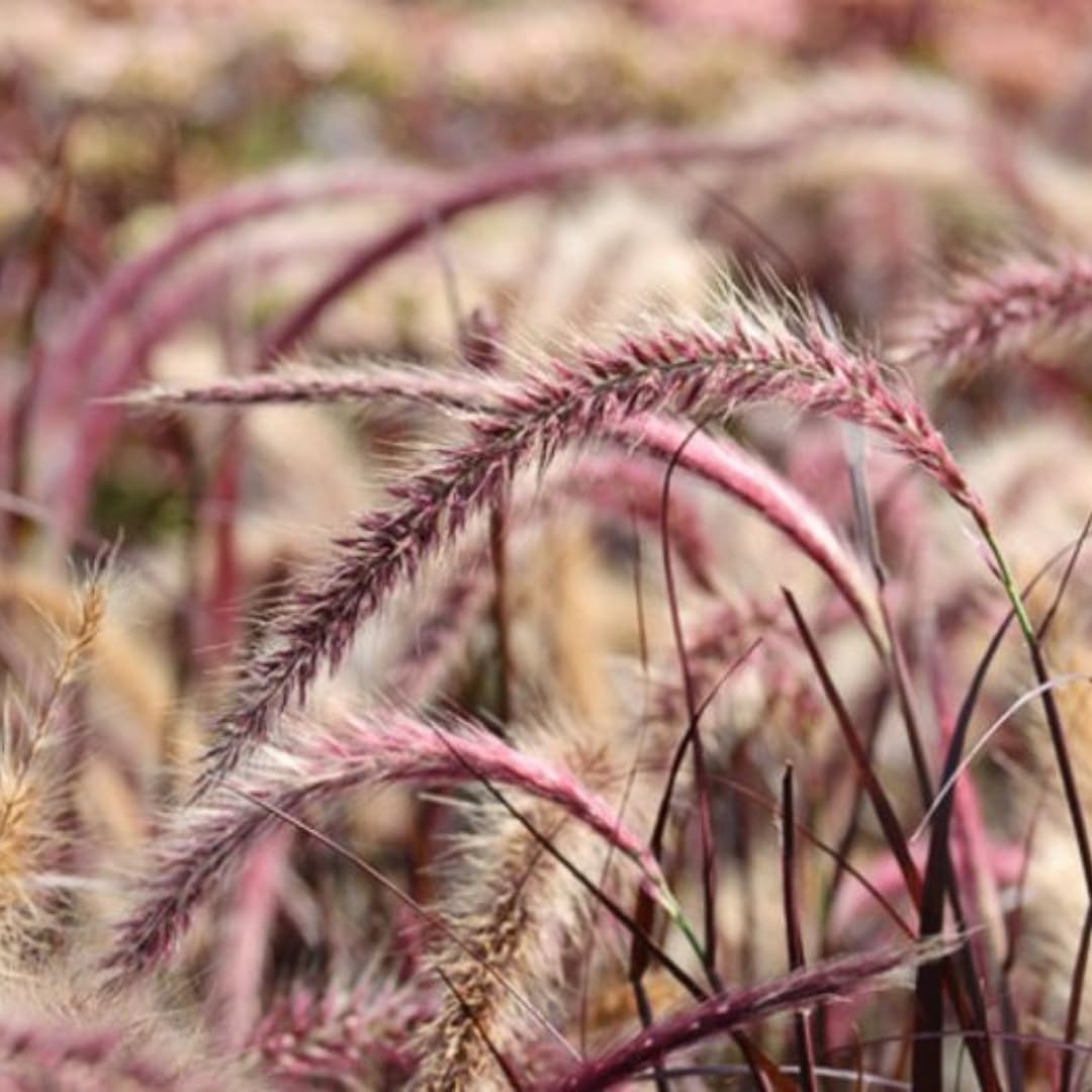 2 Grass Ornamental Grasses Seedlings, Live Grass Perennial Hardy Ornamental Plants, Outdoor Planting, 5-9" Tall (Purple Fountain)
