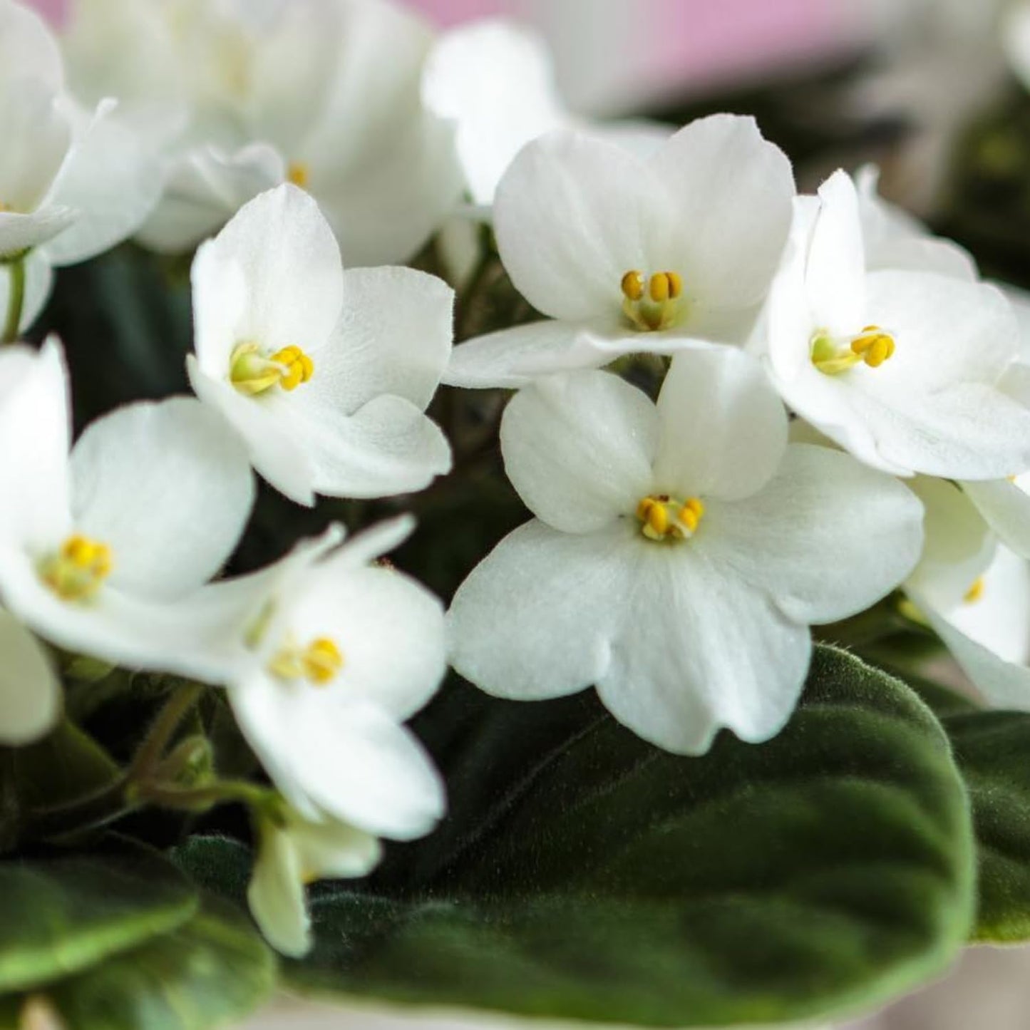 White African Violets Live Plants, 4 Inch Pot African Violet Plant, Vibrant Flowers, Perennial Flowering Houseplant